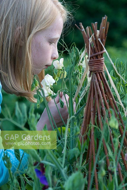 Young girl smelling Lathyrus odoratus 'Kings High Scent' - Sweet Peas on a willow wigwam at Gowan Cottage, Suffolk. 24 June