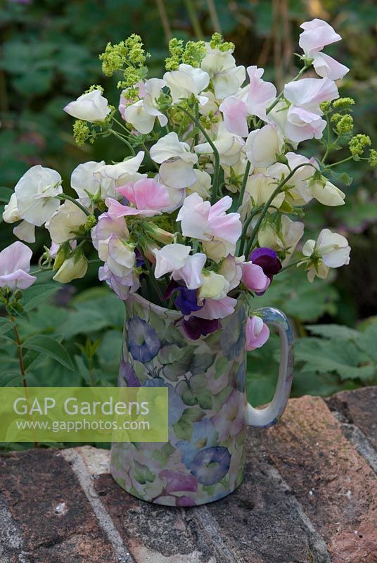 Jug of cut Sweet Peas - Lathyrus odoratus 'Kings High Scent' and 'Beth Chatto' with Alchemilla Mollis at Gowan Cottage, Suffolk. 26 June