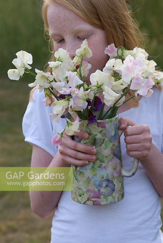 Girl holidng a jug of Sweet Peas - Lathyrus odoratus 'Kings High Scent' and 'Beth Chatto' at Gowan Cottage, Suffolk. 26 June