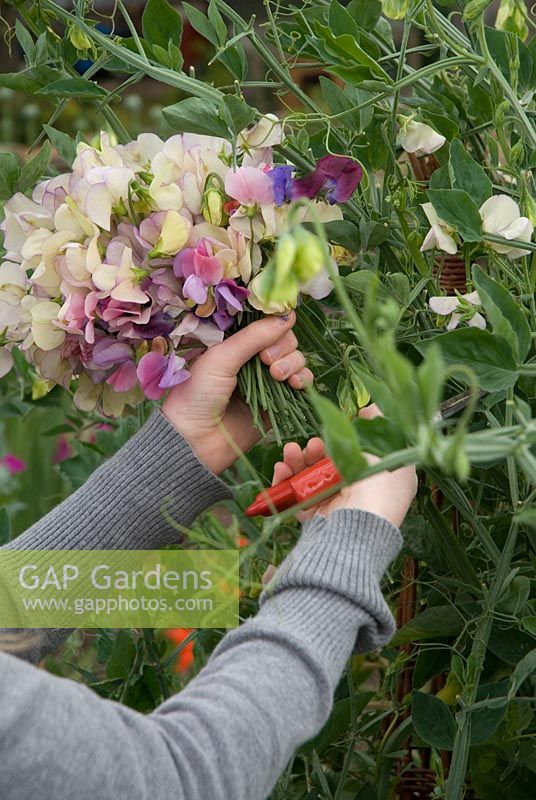 Young girl cutting Sweet Peas - Lathyrus odoratus 'Kings High Scent', 'Perfume Delight' and 'Beth Chatto' - growing on a willow wigwam at Gowan Cottage, Suffolk. 29 June