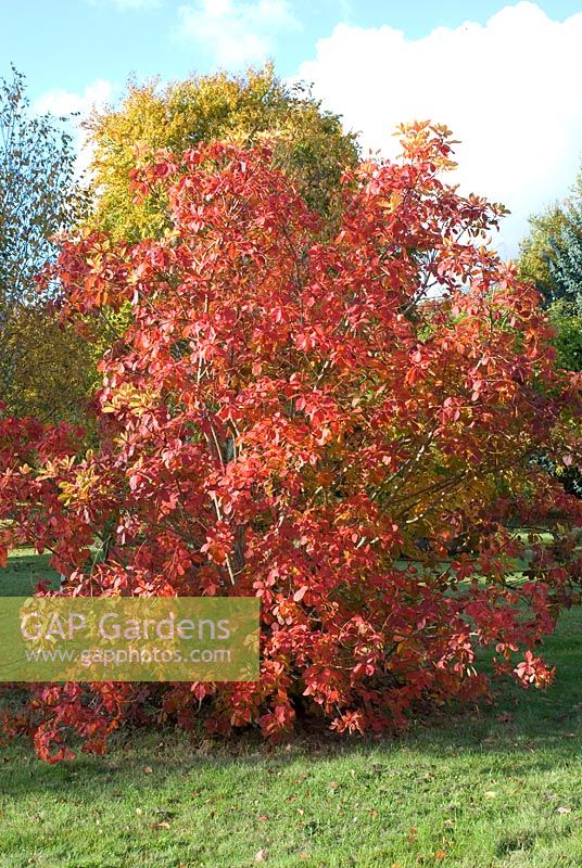 Cotinus - Smoke Bush with autumn colour in October. Chippenham Park, Cambridgeshire. Open with the NGS