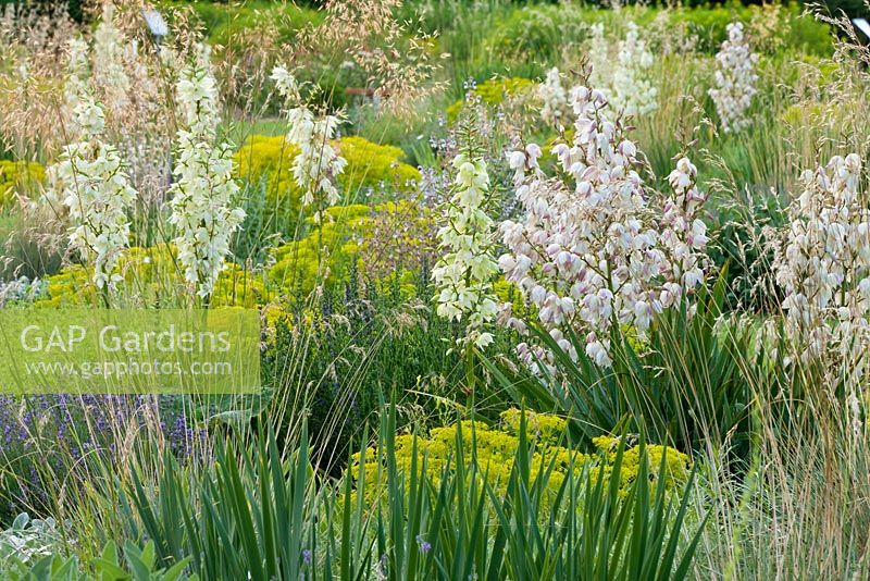Ornamental grasses and flowering yucca in mixed summer border 