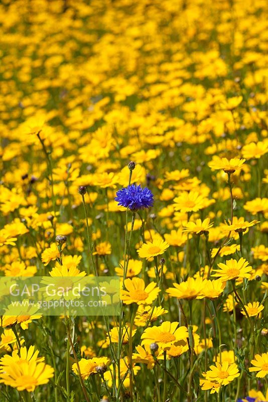 Mass of bright yellow Chrysanthemum segetum - Corn Marigold's and one single bright blue Centaurea cyanus - cornflower