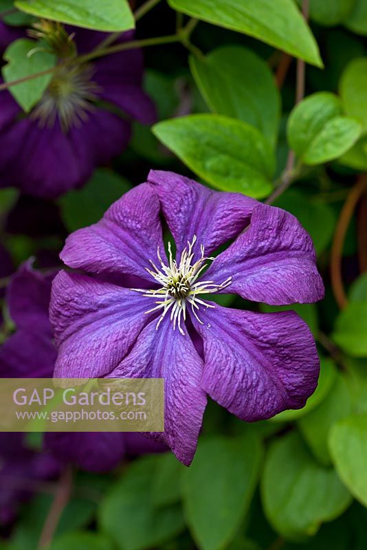 Clematis viticella 'Blue Bell'