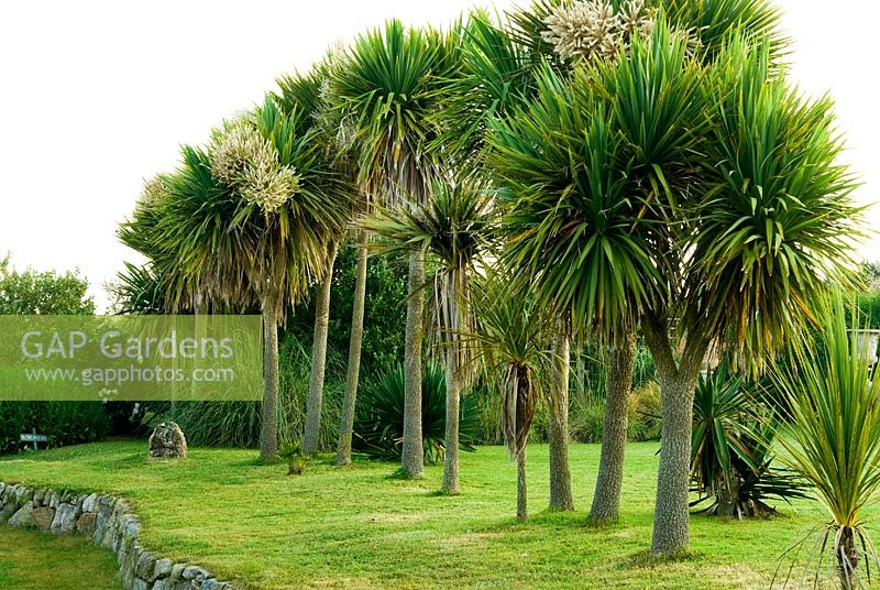 A line of cordylines 
