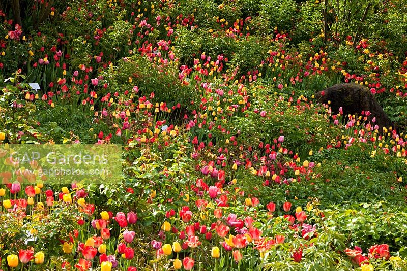 Mixed coloured tulips planted on a hill