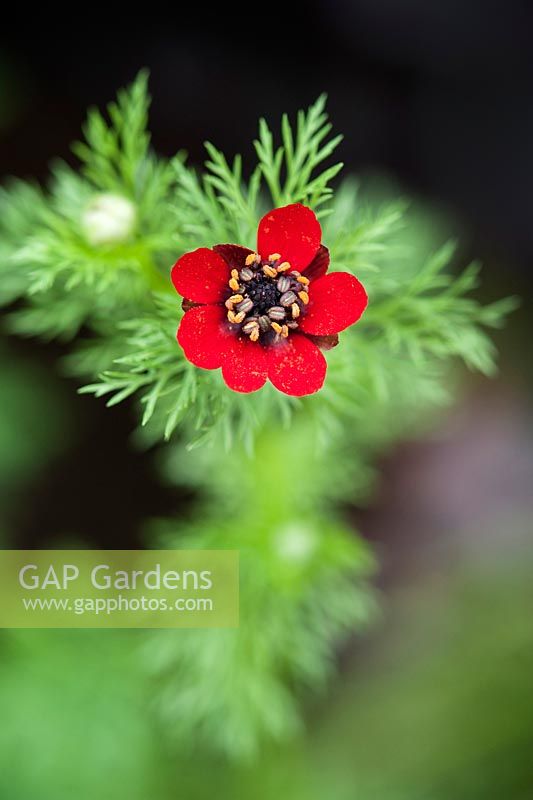 Adonis annua 'Scarlet Chalice' - Pheasants Eyes Scarlet Chalice flower
