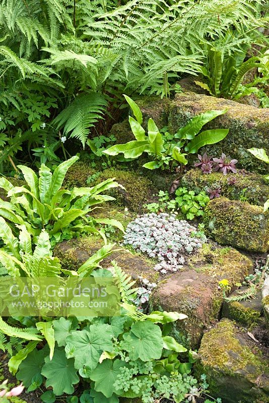 Stone steps with ferns and alchemilla mollis growning from them in summer