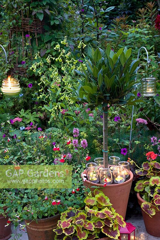 Various tealights with containers on terrace and in border, plants including Bay Tree, geraniums and salvia