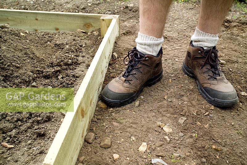 step by step, making a raised bed - firming soil with feet