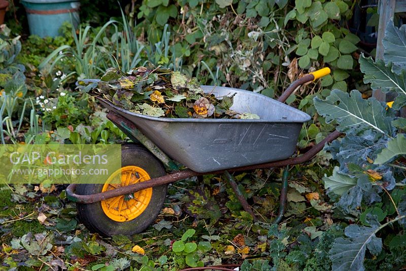 A wheel barrow packed with fallen leaves - The Cottage Smallholder, Suffolk, UK