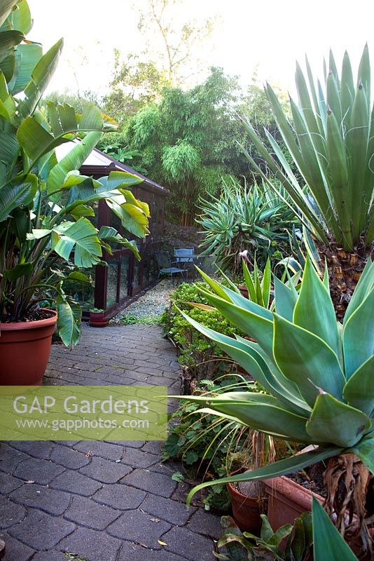 Urban tropical garden with Strelitzia nicolai on left, Agave attenuata on right, Aloe aborescens middle behind that - Beechwell House, Bristol 
