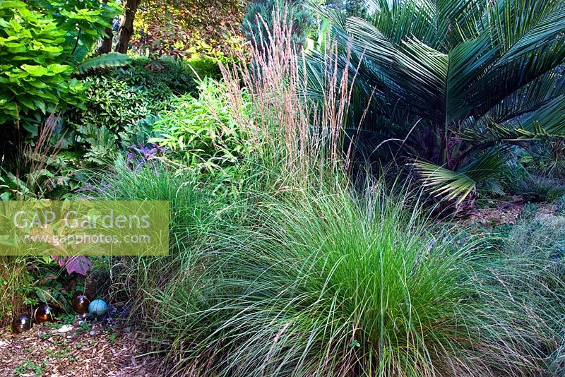 Various Stipa and Miscanthus grasses, with Jubaea chilensis Palm behind - Beechwell House, Bristol 