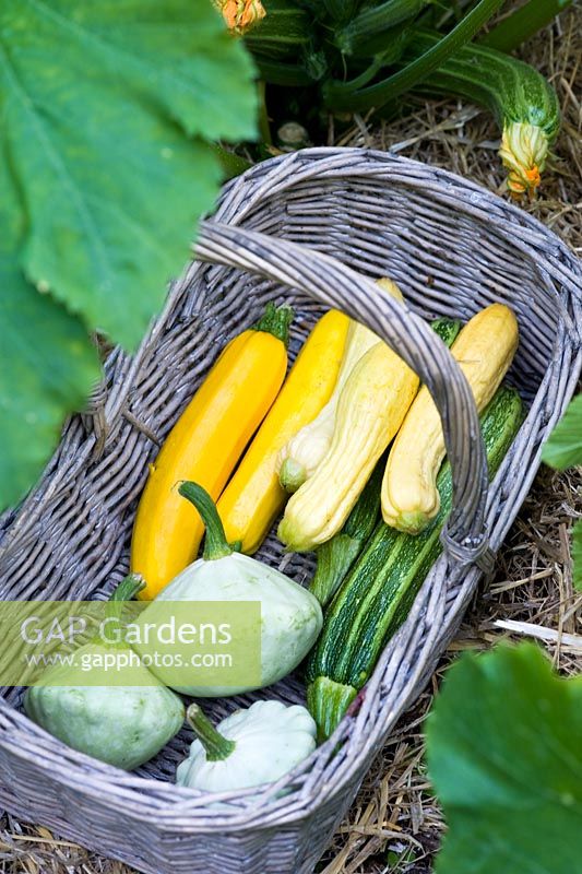 Varieties of zucchini inc 'Patisson Blanc', 'Lungo fiorentino', 'Rugosa friulano', 'Gold rush' - courgette, freshly harvested in basket
