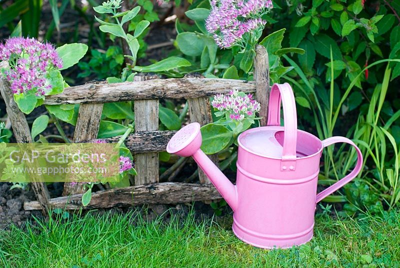 Sedum spectabile  with rustic plant support and pink watering can