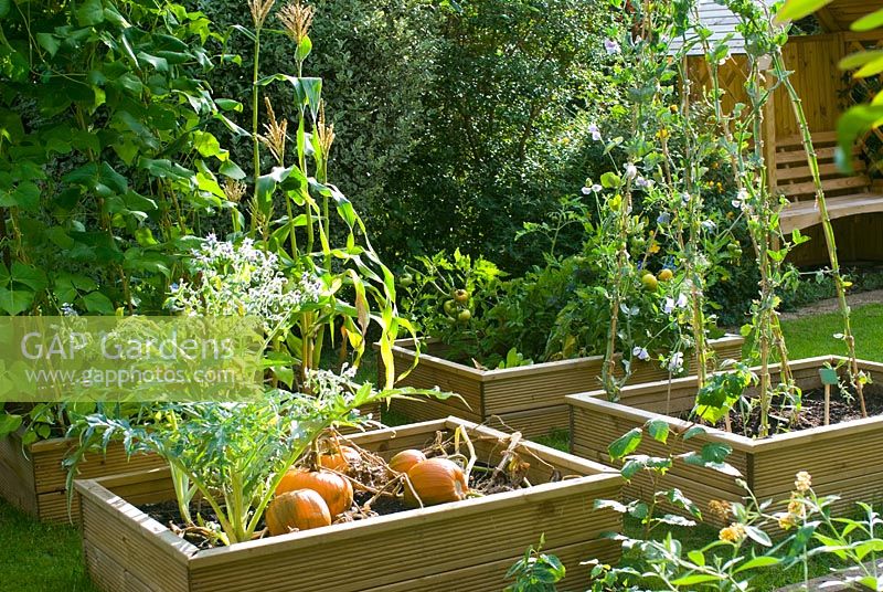 Autumn vegetable beds with Pumpkins, Borage and Sweetcorn