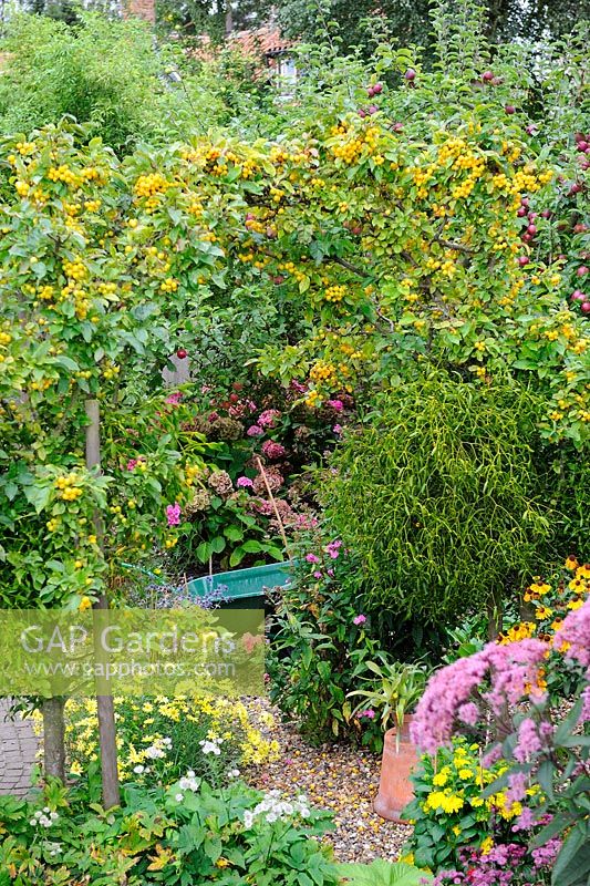 Garden view showing trained arch of Malus - Crab Apple 'Golden Hornet' with Viscum - Mistletoe attached, Norfolk, UK, September
