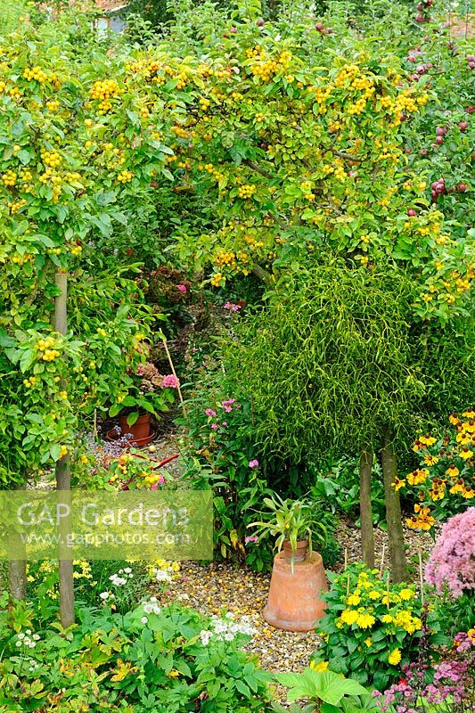 Garden view showing trained arch of Malus - Crab Apple 'Golden Hornet' with Viscum - Mistletoe attached, Norfolk, UK, September 
