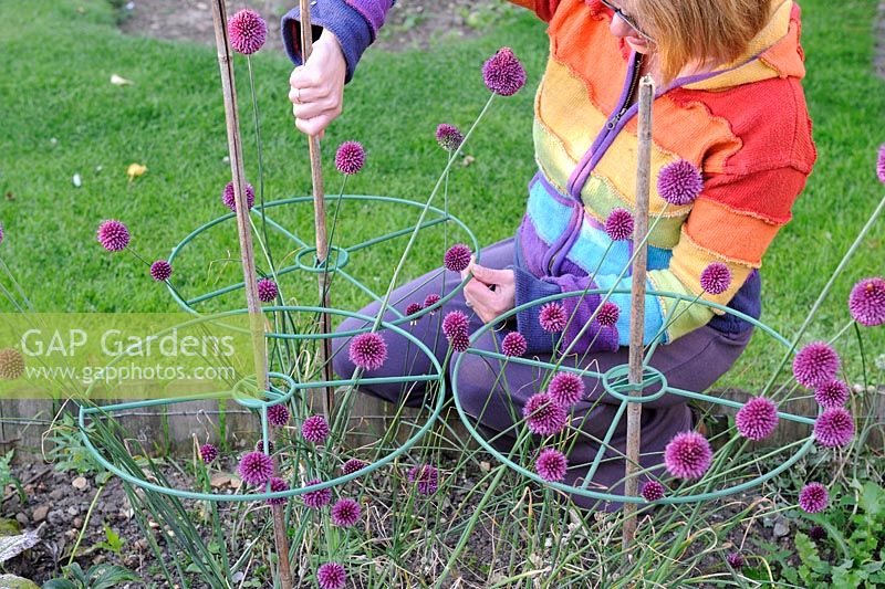 Woman supporting Alliums - Ornamental Onions with plastic hoops and canes, UK, July