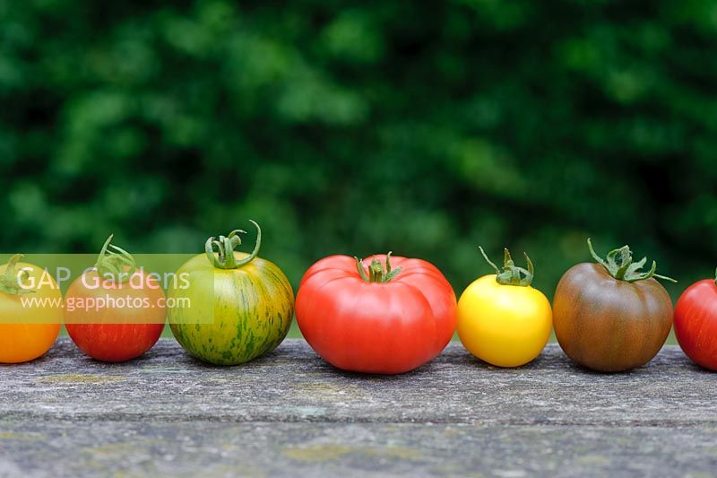 Mixed varieties and colours of tomatoes in row 'Marmande' 'Golden Sunrise' 'Green Zebra' 'Tigerella' 'Black Russian'