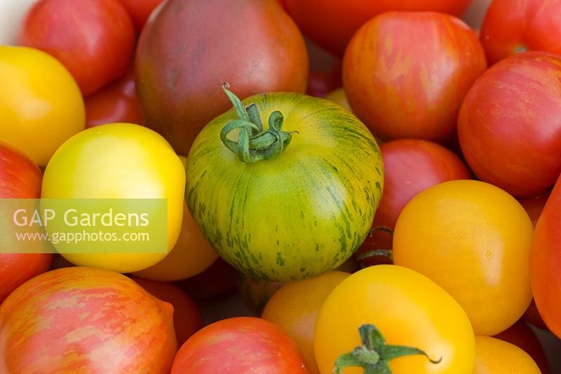 Closeup of mixed varieties of tomatoes, varieties, 'Marmande' 'Golden Sunrise' 'Tigerella'  'Green Zebra' 'Red Zebra'