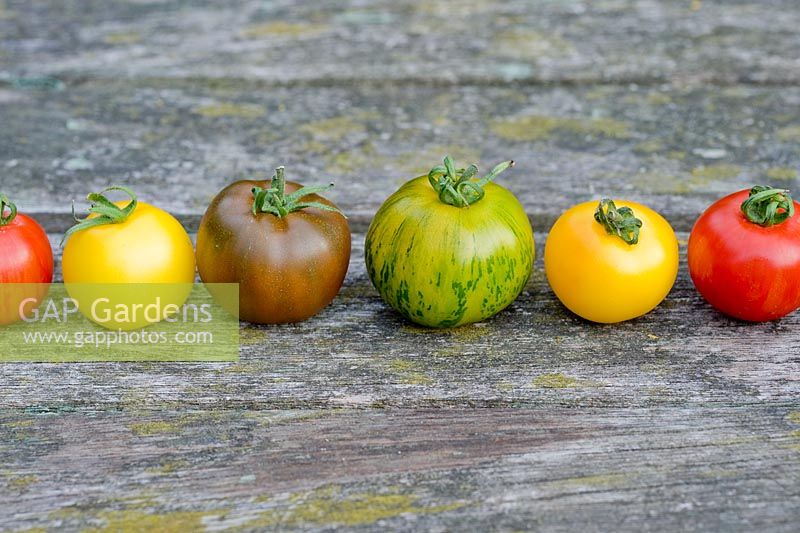 Mixed varieties and colours of tomatoes in row 'Golden Sunrise', 'Green Zebra', 'Tigerella','Black Russian'