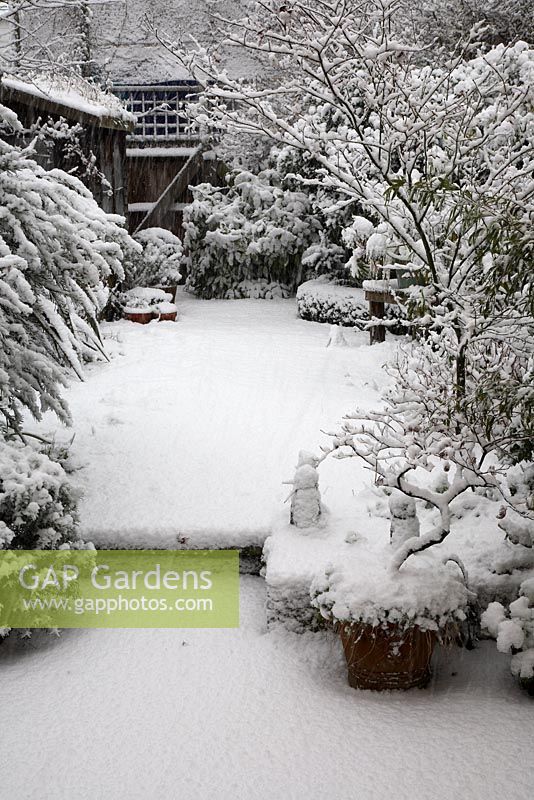 Heavy snow fall in town garden, steps to lawn, mixed shrub small trees in border,  Acer in pot and in border, Buxus - Box evergeen curved hedge, shed and terracotta pots