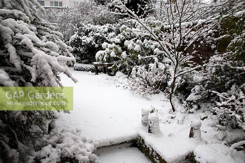 Heavy snow fall in town garden, steps to lawn, mixed shrub small trees in border, Acer in pot and in border, and Buxus - Box evergeen curved hedge
