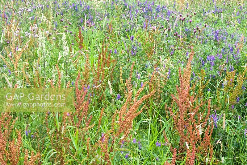 Wild flower meadow with Vicia cracca - Tufted Vetch,  Rumex obtusifolius - Broad-leaved Dock and Centaurea nigra 'Common Knapweed'