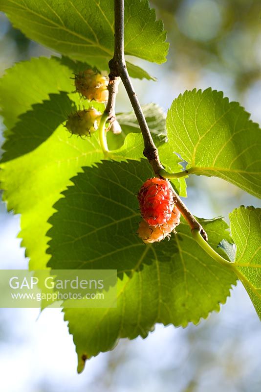 Morus nigra - Black Mulberry fruit and leaf