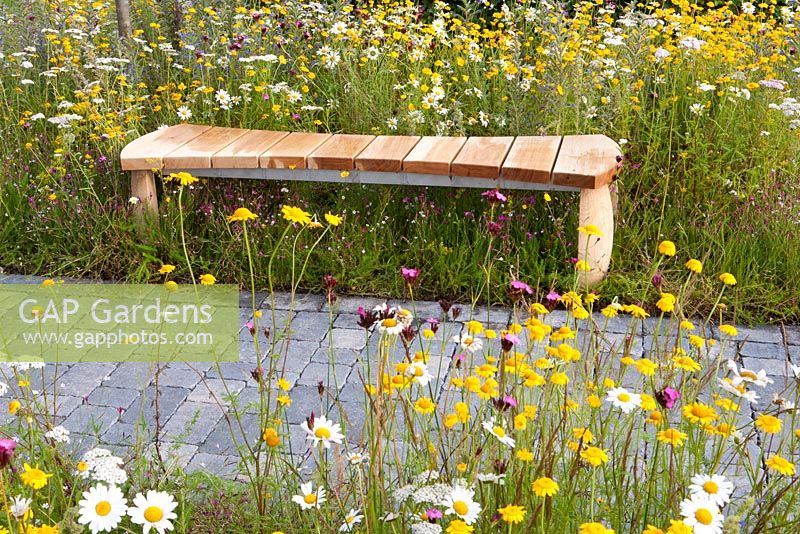 Modern wooden bench between meadow borders  