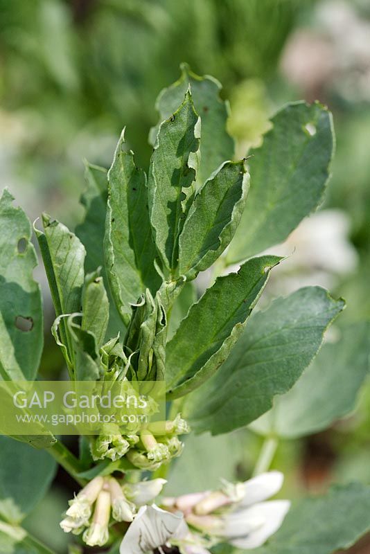 Leaf damage on Broad beans caused by Pea and bean weevils