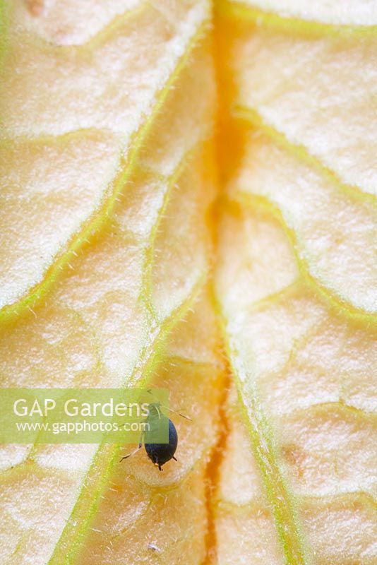 Aphis fabae - Black Bean Aphid or Blackfly on courgette flower