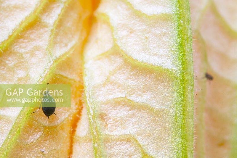 Aphis fabae - Black Bean Aphid or Blackfly on courgette flower