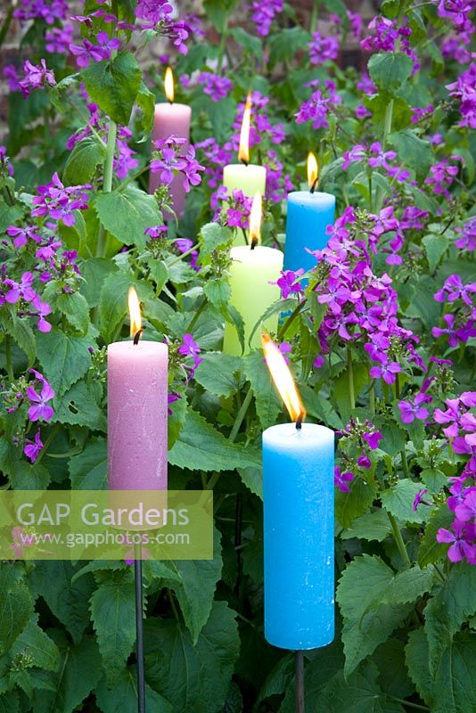 Candles amongst purple Lunaria annua - Honesty at Perch Hill 