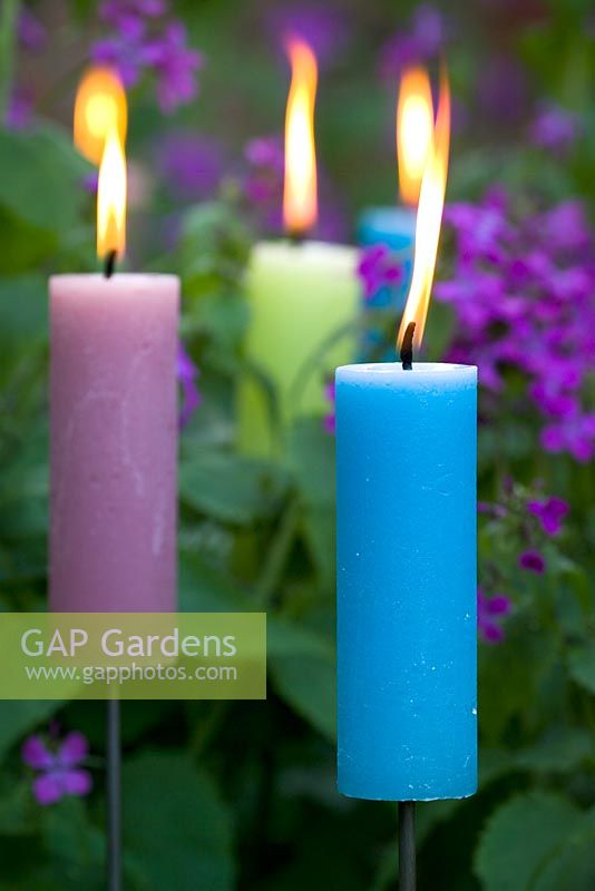 Candles amongst purple honesty 