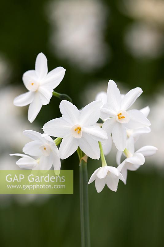 Narcissus papyraceus 'Ziva' - Paperwhite narcissus