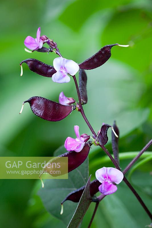 Lablab purpureus 'Ruby Moon' - Hyacinth bean showing flowers and seed pods