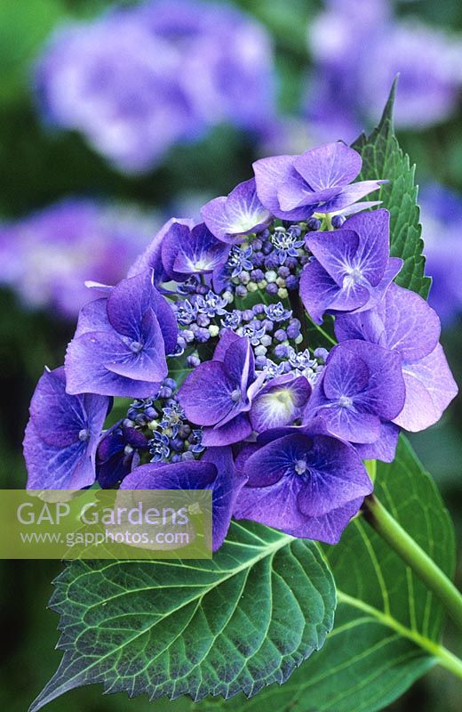 Hydrangea macrophylla 'Blaumeise' - also known as H. m. 'Blue Tit', 'Blue Sky' or 'Teller Blue'