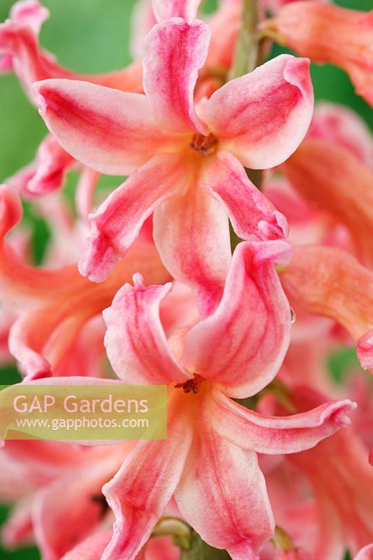 Hyacinthus orientalis  'Gipsy Queen'  AGM  - Hyacinth, March