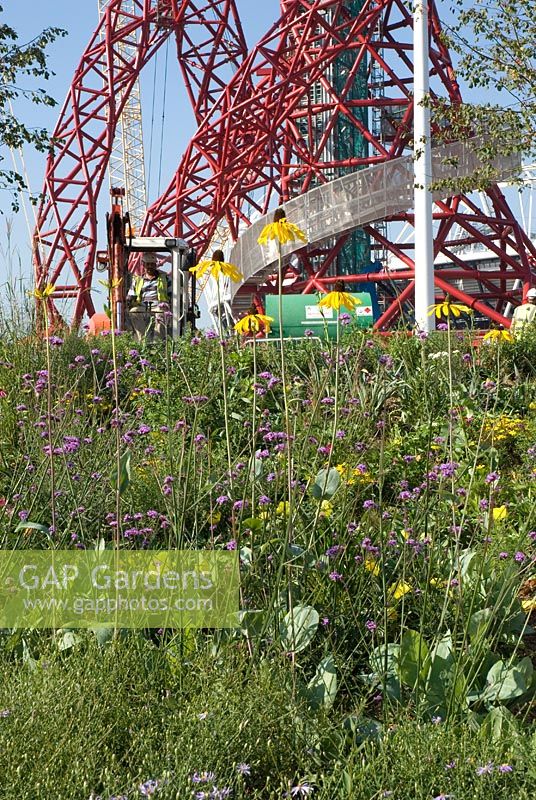 Rudbeckia and Verbena bonariensis in front of a working digger at the base of the Olympic Park Sculpture by Anish Kapoor - the ArcelorMittal Orbit, nicknamed the Helter-Skelter and the Hubble Bubble. Olympic Park, London September 2011
