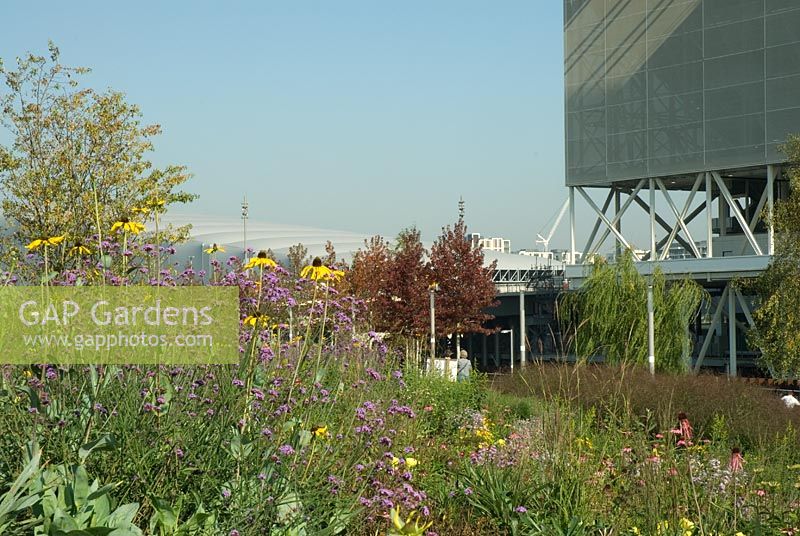 Aquatics Centre in the background with North American planting area in the south of the Park with Rudbeckia and Verbena bonariensis as part of the Prairie planing. Sarah Price the garden designer responsible for the planting plans in the world gardens stretching for half a mile - Olympic Park, London. September 2011