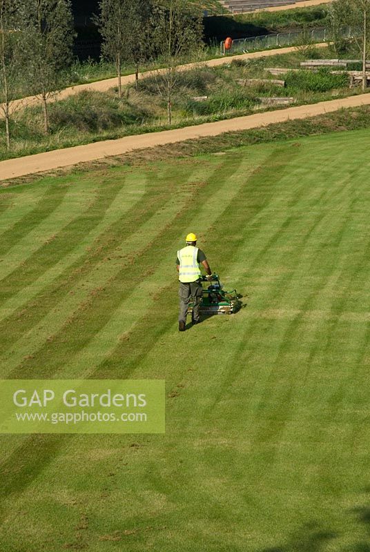 Olympic Park, London, preparing the lawns to sport's turf quality by removing moss and thatch from the grass with a petrol powered scarifyer. 