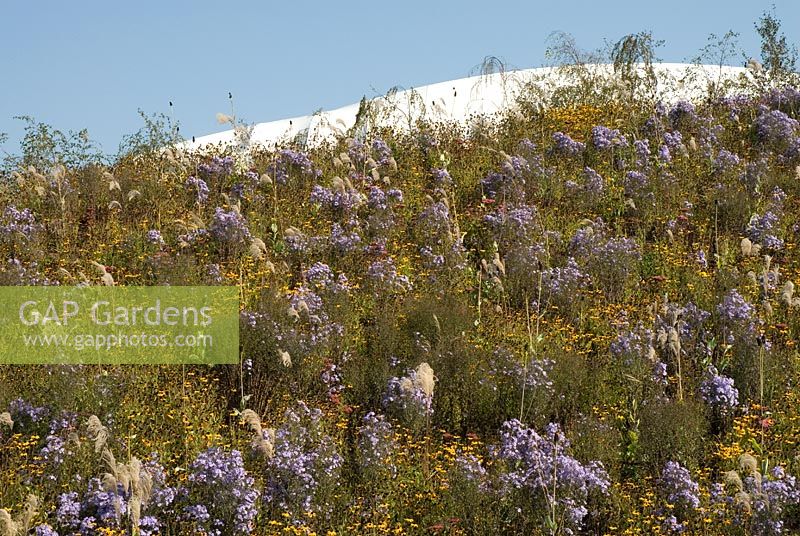 Olympic Park London, bank of Prarie planting with purple Asters, Rudbeckia and grasses, roof of Basketball Arena in the background. 