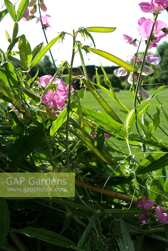 Lathyrus  - Everlasting perennial Sweet Pea with seed pods and flowers in June