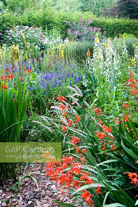 The Stone garden is naturalistic area to the south of the house where perennials are encouraged to self seed into a thick mulch of stones and pebbles. Included are Crocosmias, white Galtonia candicans, Kniphofias, Veronica spicata and Verbascums. Holbrook Garden,Tiverton, Devon, UK