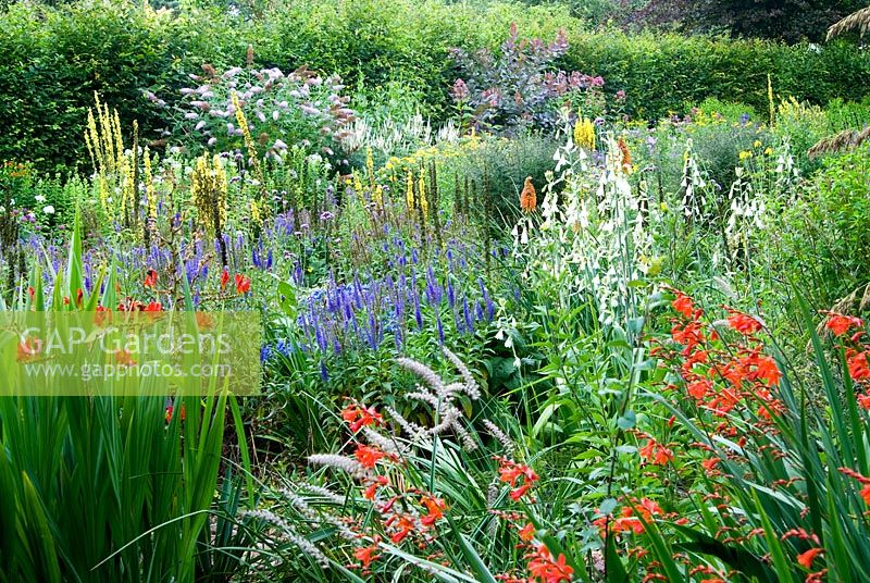 The Stone garden is naturalistic area to the south of the house where perennials are encouraged to self seed into a thick mulch of stones and pebbles. Included are Crocosmias, white Galtonia candicans, Kniphofias, Veronica spicata and Verbascums - Holbrook Garden, Tiverton, Devon, UK