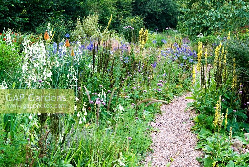 The Stone garden is naturalistic area to the south of the house where perennials are encouraged to self seed into a thick mulch of stones and pebbles. Included here are white Galtonia candicans, Verbascums and Verbena bonariensis - Holbrook Garden, Tiverton, Devon, UK