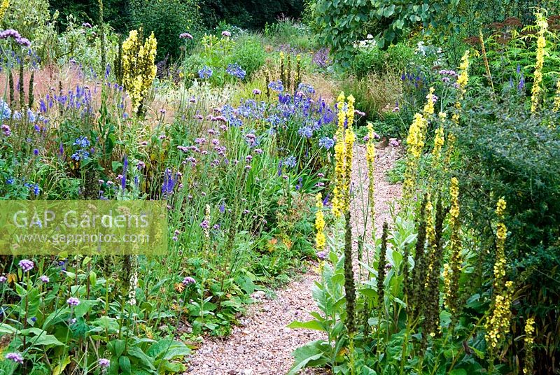 The Stone garden is naturalistic area to the south of the house where perennials are encouraged to self seed into a thick mulch of stones and pebbles. Included here are white Galtonia candicans, Verbascums, Agapanthus and Verbena bonariensis - Holbrook Garden,Tiverton, Devon, UK