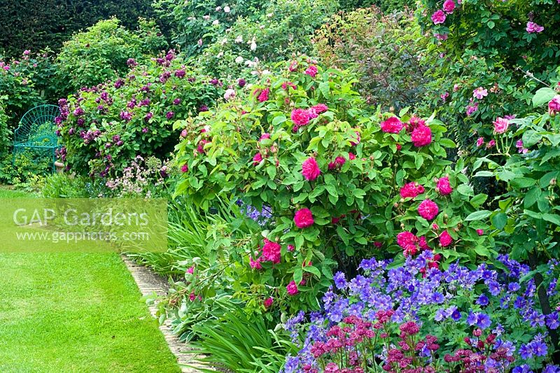 June border with roses, plants inc Rosa 'Rose du Roi', Geranium 'Johnsons Blue', Astrantia 'Hadspen Blood'